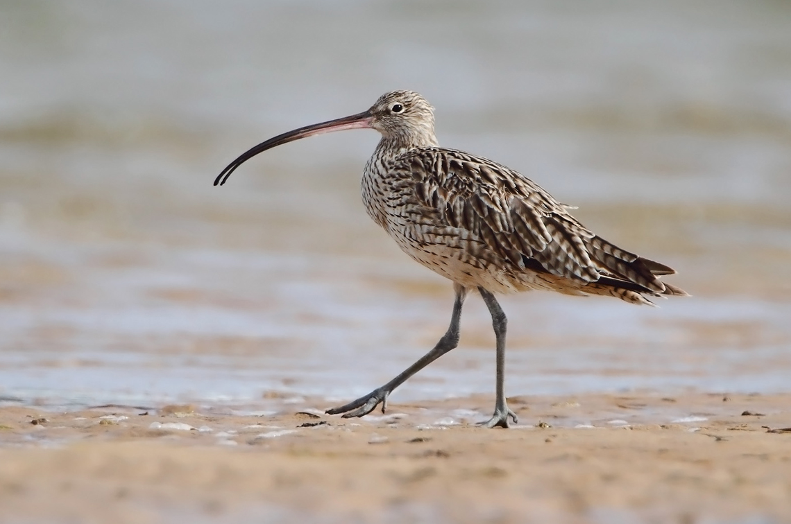 The eastern curlew declined by 64% during the assessment period. Image: Dean Ingwersen