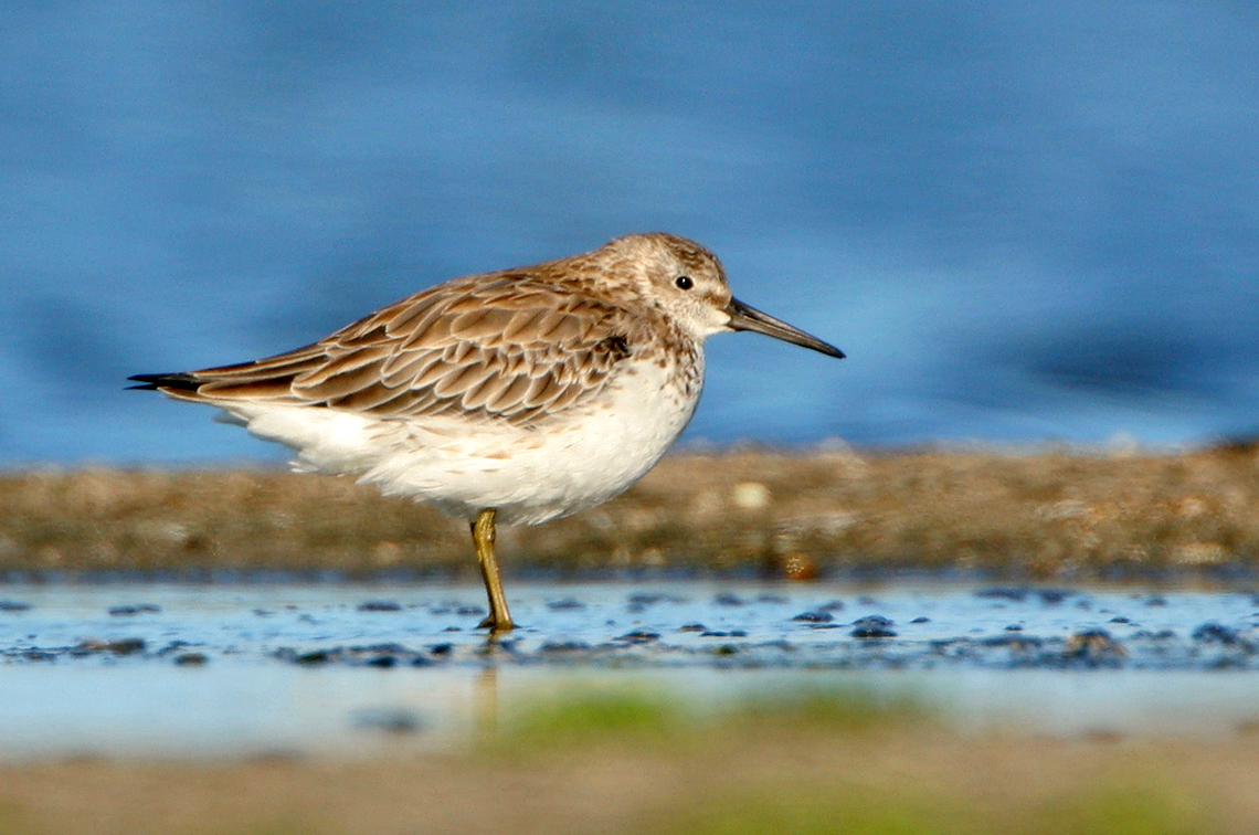 The great knot declined by 32% during the assessment period. Image: Stuart Price.