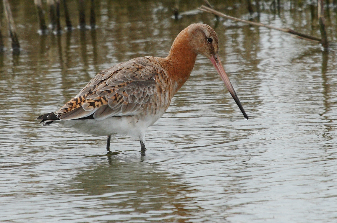 The black-tailed godwit declined by 78% during the assessment period. Image: Dean Ingwersen