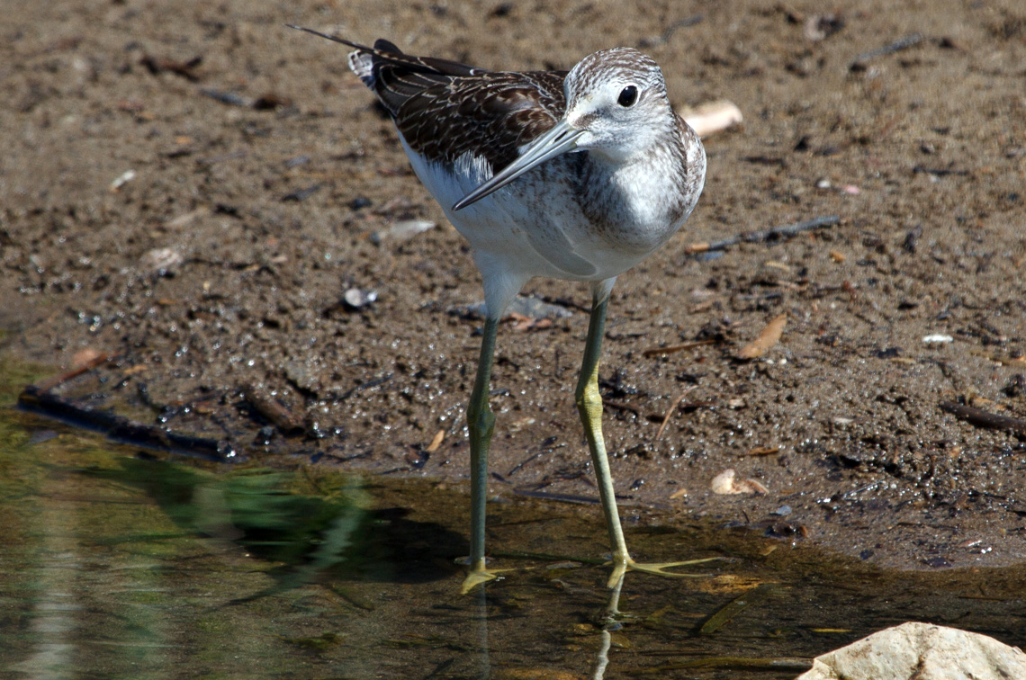 The common greenshank declined by 60% during the assessment period. Image: Stuart Price