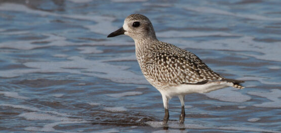 Updated population trend estimates enable threatened species listings for migratory shorebirds