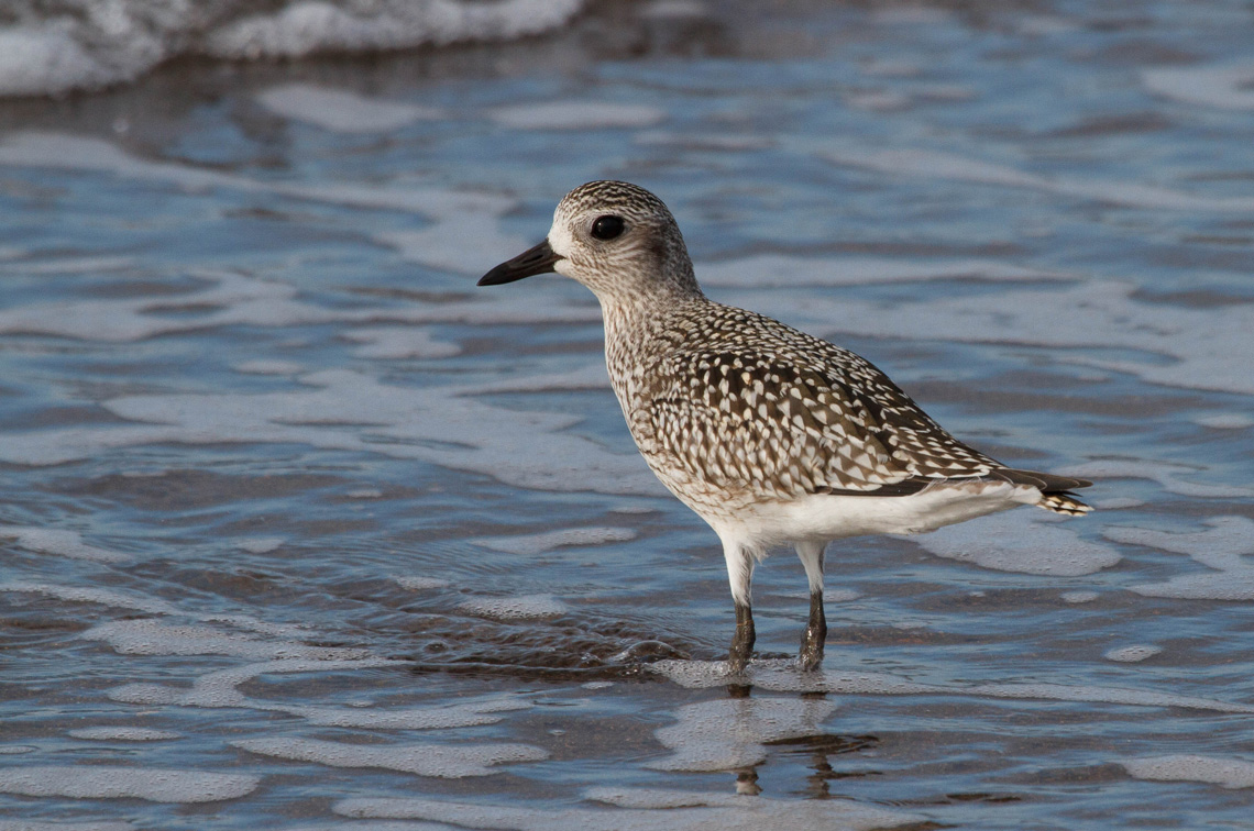 The grey plover declined by 37% during the assessment period. Image: Stuart Price 