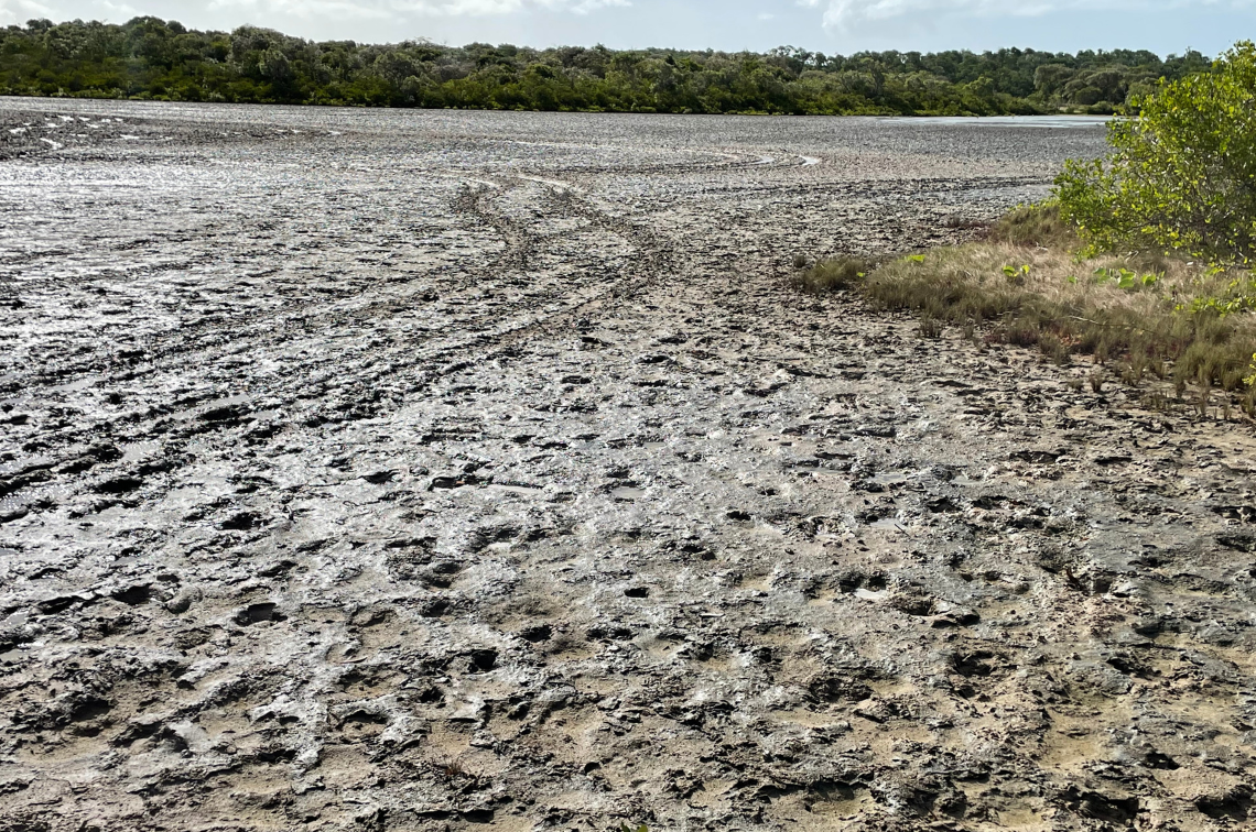 Salt pan in Northern Australia with damage by cows. Image: Justin Perry, NAILSMA.