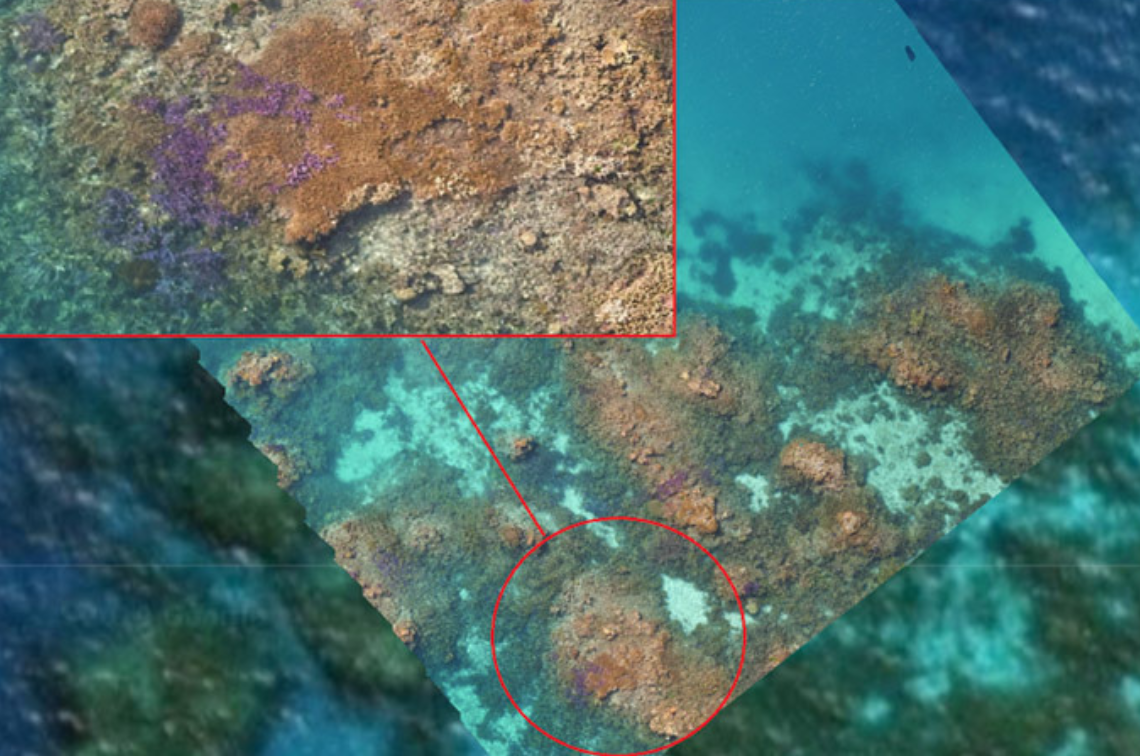 Orthomosasic image (highly-accurate, georeferenced, and seamless aerial image created by stitching together multiple, overlapping, high-resolution photographs taken by drones or aircraft) of Davies Reef. Image: Chris Roelfsema