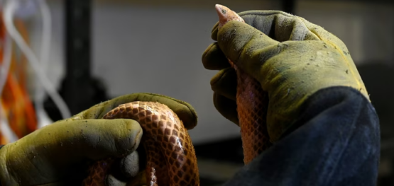 Unravelling the sea snake mysteries of Exmouth Gulf with a net and spotlight