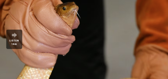 Getting to know the sea snakes of Western Australia