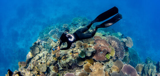 Citizen science enables quick access to reef health data