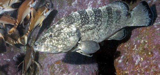 Black rockcod find refuge in ‘no-take’ zones amid overall population decline
