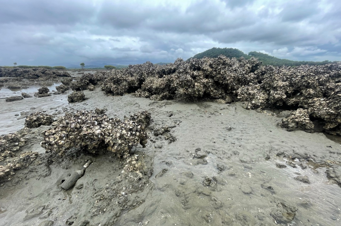 Shellfish reef. Image: Marina Richardson, Griffith University.