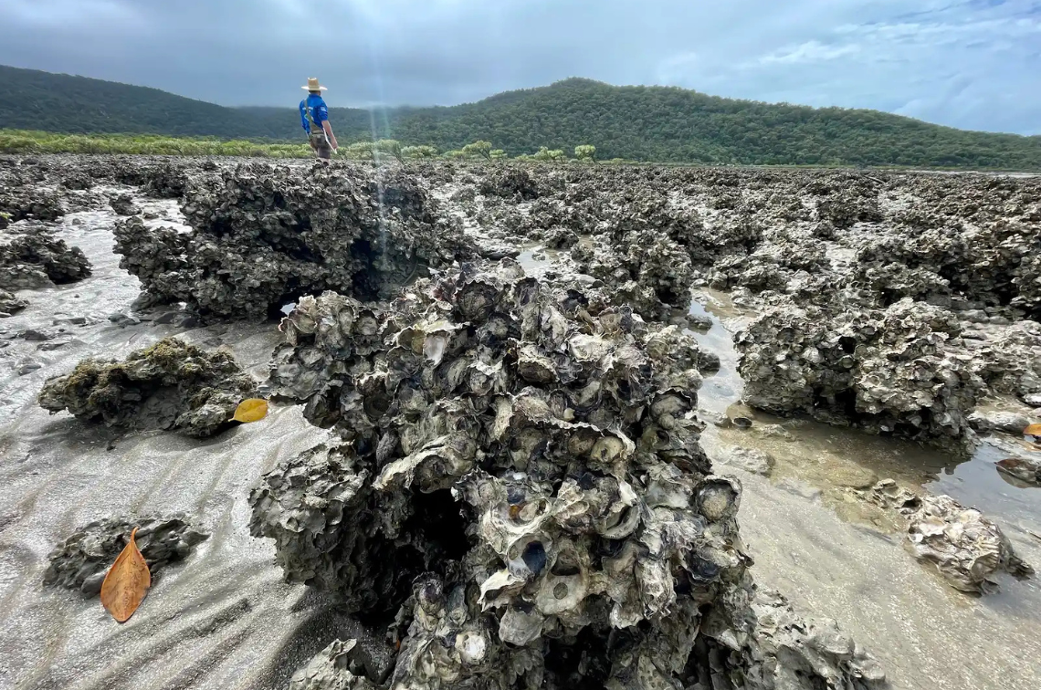 Shellfish reef. Image: Marina Richardson, Griffith University.