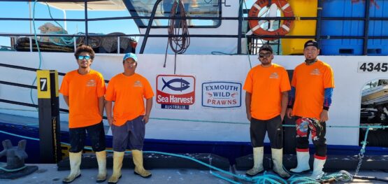 Improving sea snake monitoring in Western Australia’s prawn fisheries