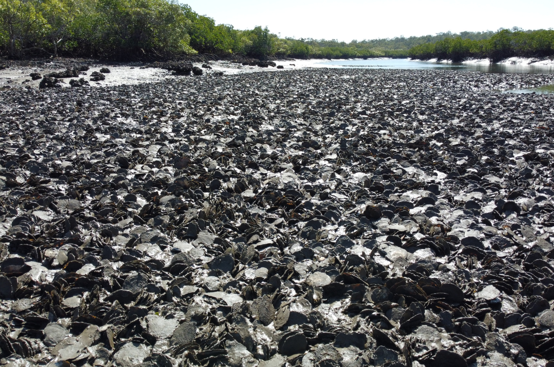 Leaf oysters. Image: Marina Richardson, Griffith University.
