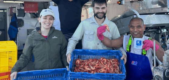 Improving sea snake monitoring in Western Australia’s prawn fisheries