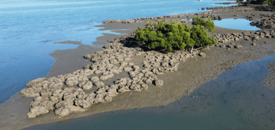 Tropical shellfish reefs mapped across northern Australia