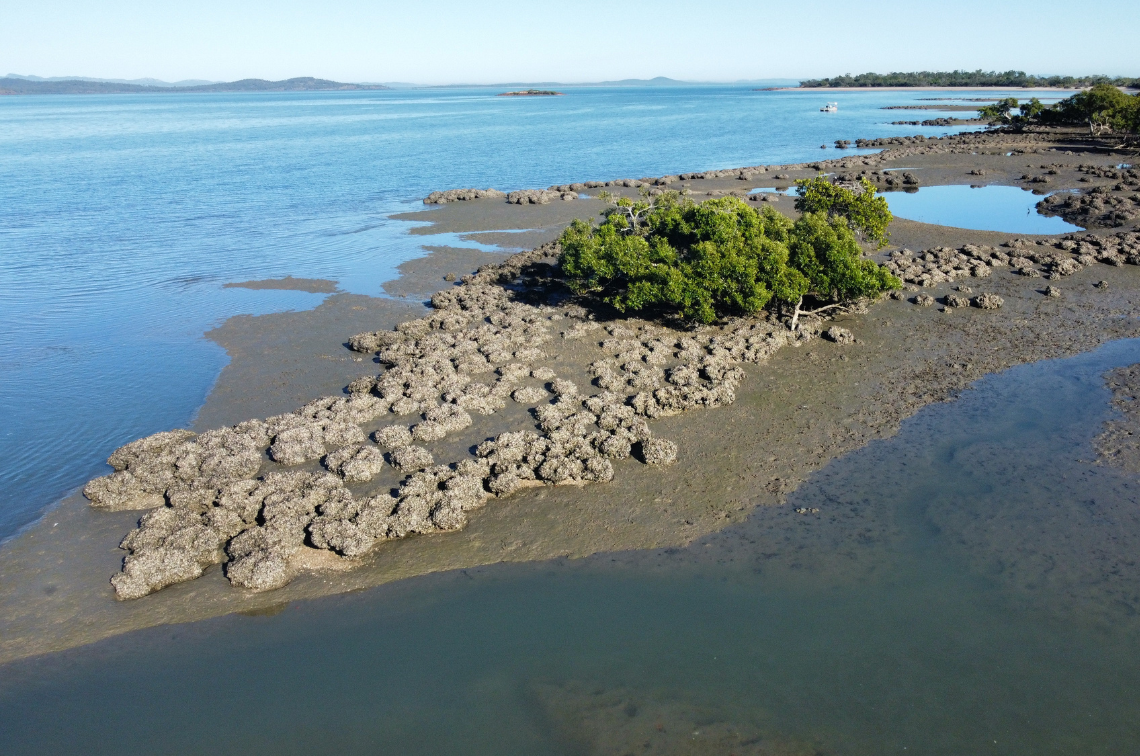 Shellfish reef. Image: Marina Richardson, Griffith University.