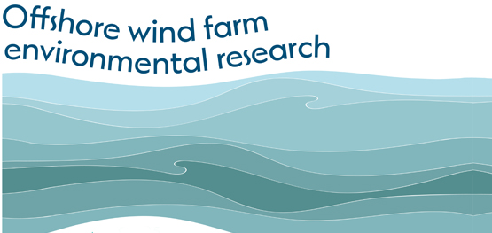 Marine and Coastal Hub offshore wind farm environmental research update, June 2025