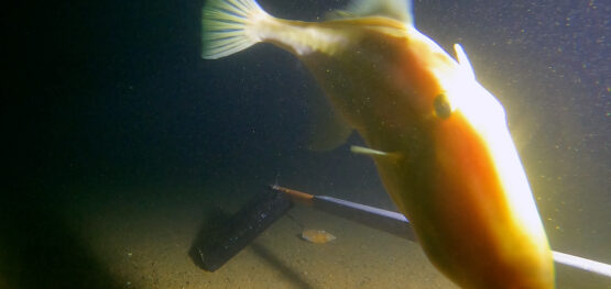 Lights, cameras, pilchards and whales: surveying life in Hunter Marine Park