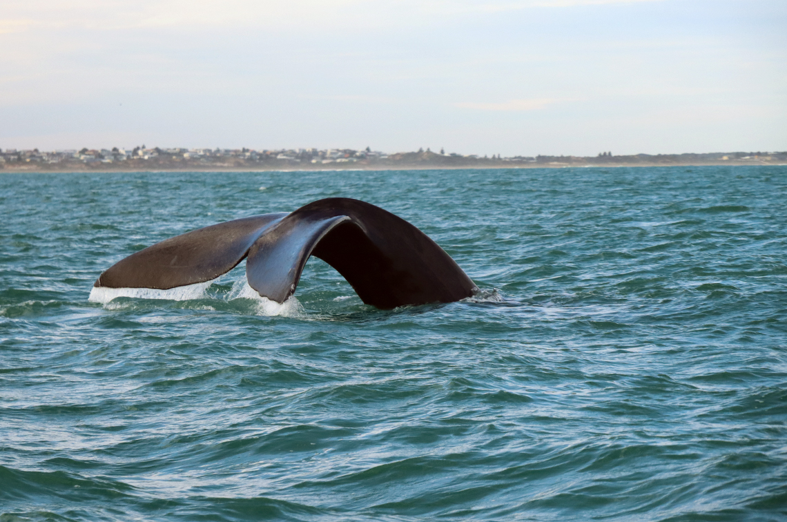A southern right whale off Port Elliott, SA.  Image: Flinders University