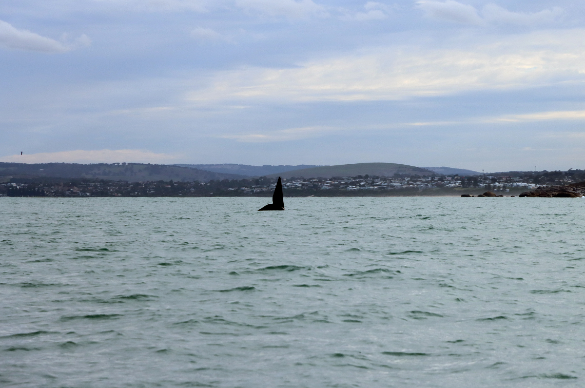 A southern right whale off Port Elliott, SA.  Image: Flinders University