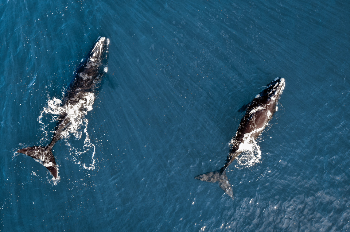 Southern right whales off Waitpinga Beach, SA. Image: SA Department for Environment and Water