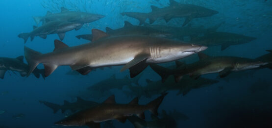 Slow increase in Australia’s eastern grey nurse shark population shows conservation actions are on track