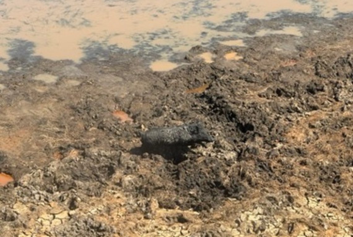 Feral pig and damage in Kakadu NP. Image: Andrew Hoskins NAILSMA