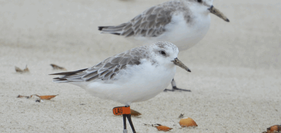 Supporting shorebird recovery across the East Asian–Australasian Flyway