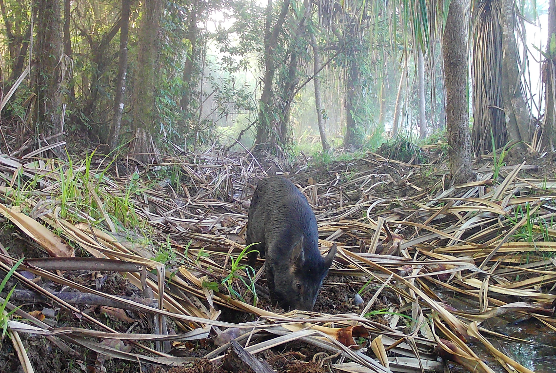 Feral pig feeding in drainway. Image: INLOC