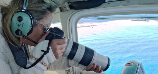Southern right whale: 50 years of aerial surveys and counting