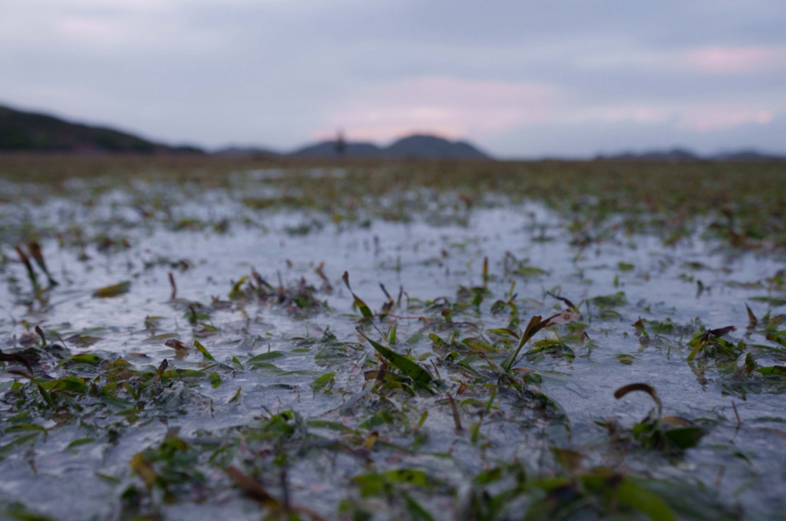 Close-up of Mabuyag Island intertidal seagrass meadow (QLD). Image: Styledia.