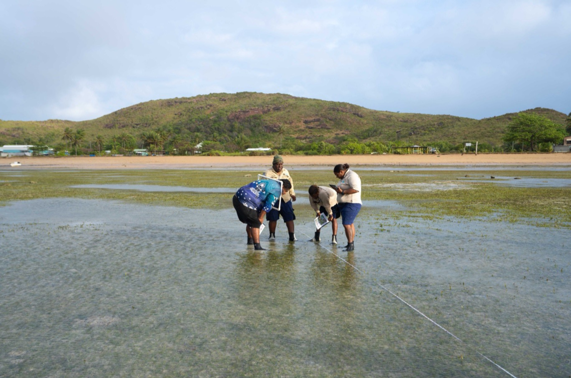 Mabuyagiw Rangers Sam Joe, Terrance Whap, Virginia Harry, and Harriet Holland (left to right) examining seagrass and invertebrate composition along a transect on Mabuyag Island. Image: Styledia.