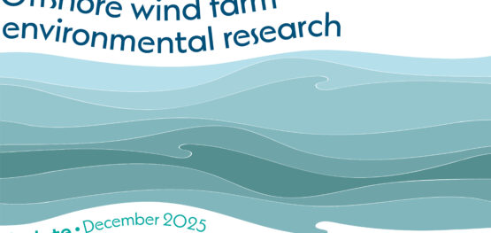 Marine and Coastal Hub offshore wind farm environmental research update, December 2025