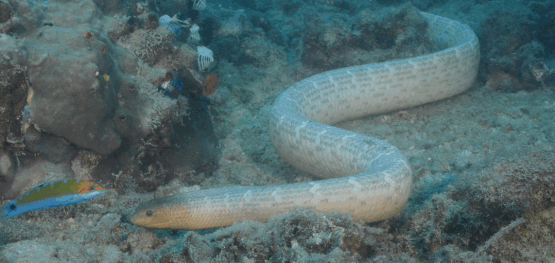 Hidden reefs of the Gulf of Carpentaria