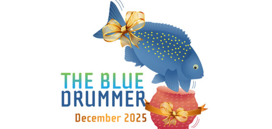 The Blue Drummer Marine and Coastal Hub newsletter, December 2025