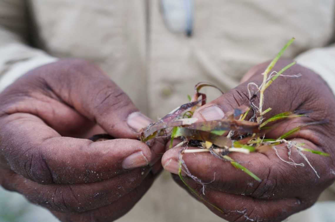 Terrance Whap holding multiple seagrass samples from Mabuyag Island. Image: Styledia.