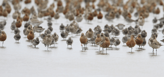 Sharing science across the flyway to support shorebird conservation