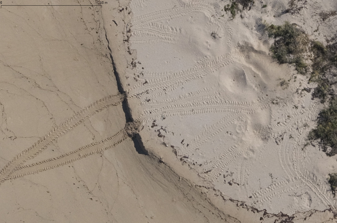 North Maret flatback nest in winter. Image: WGAC / DCCEEW