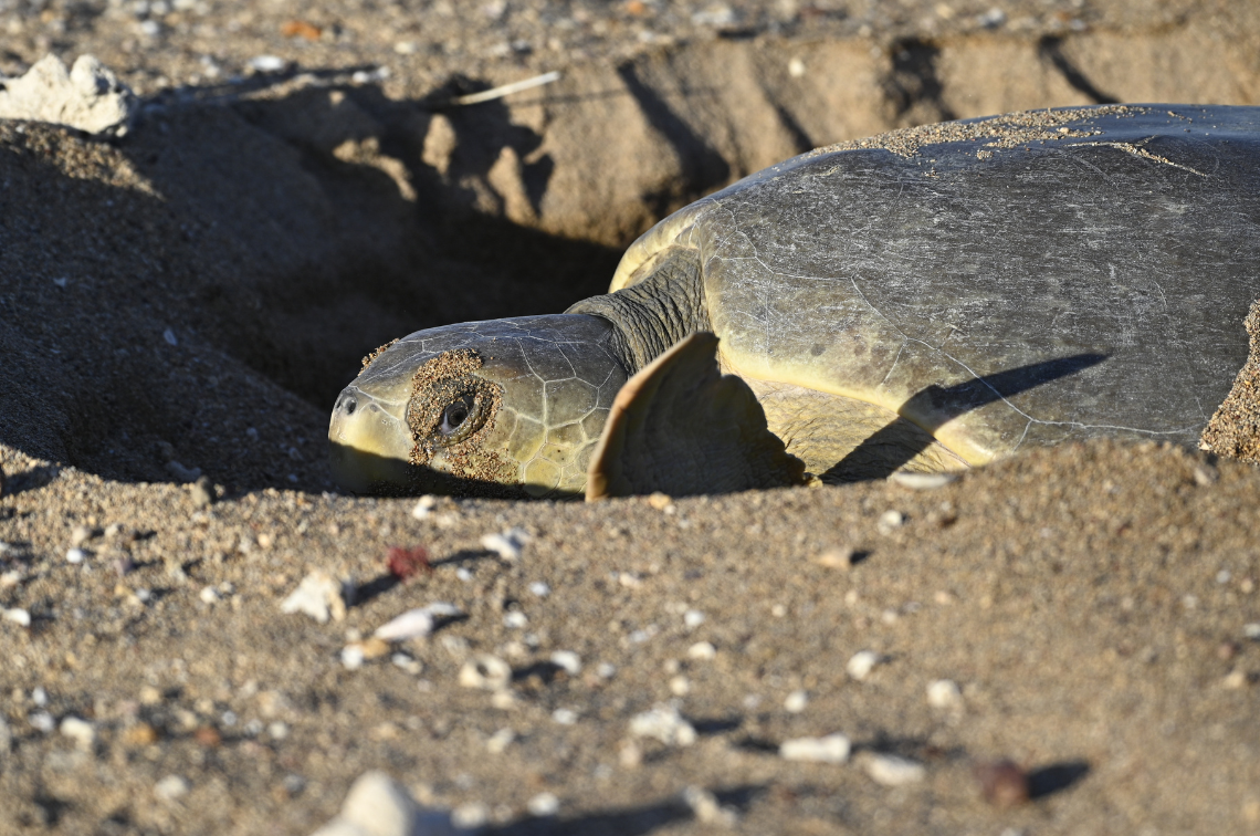 Nesting flatback sea turtle on Troughton Island. Image: Cass Wilson and Matt Frogley