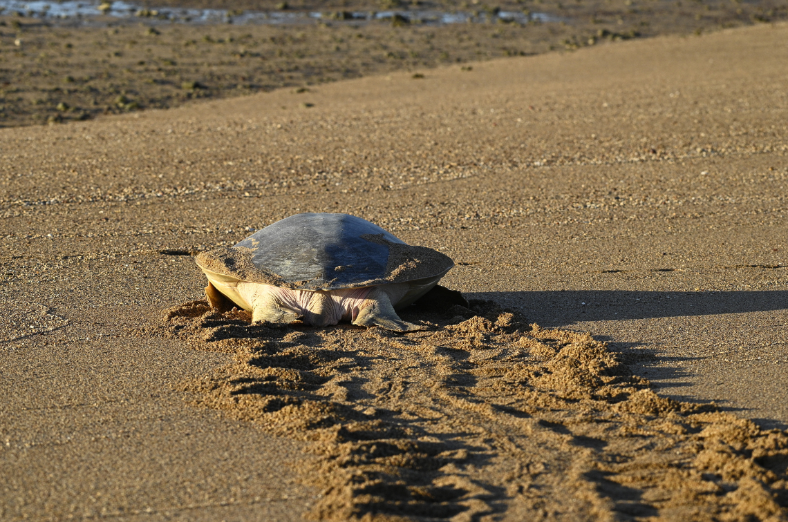 Nesting flatback sea turtle on Troughton Island. Image: Cass Wilson and Matt Frogley