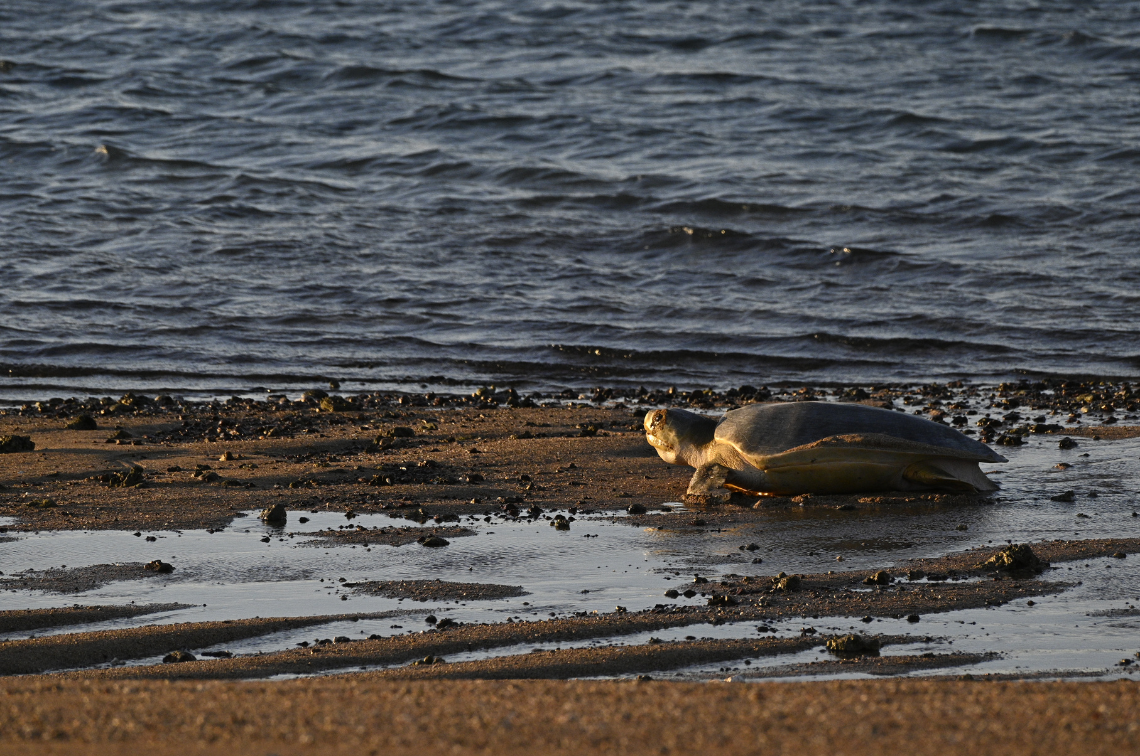 Nesting flatback sea turtle on Troughton Island. Image: Cass Wilson and Matt Frogley