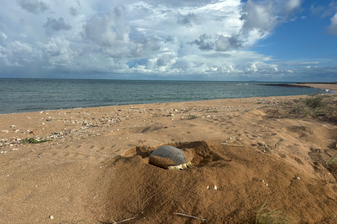 Nesting flatback sea turtle on Troughton Island. Image: Cass Wilson and Matt Frogley