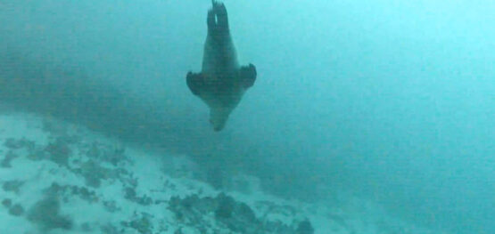 Sea lion camera reveals mother taking pup on educational foraging expedition in the wild
