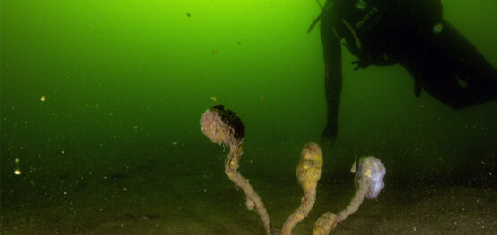 New projects to advance harmful algal bloom monitoring, ecological understanding and national preparedness