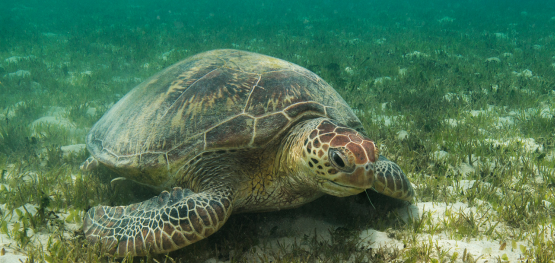 A century of shared seagrass data strengthens Sea Country management across northern Australia