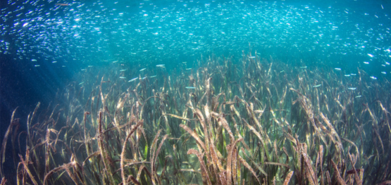 Blue carbon and environmental markets in Australia: Understanding the opportunities and risks for Indigenous People