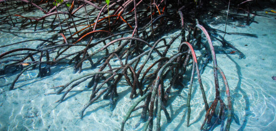 Building an evidence base for living shorelines: a framework for evaluating monitoring activities