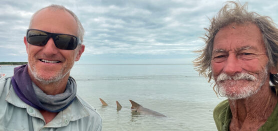 Strong survival rates for tagged sawfish in the Gulf of Carpentaria