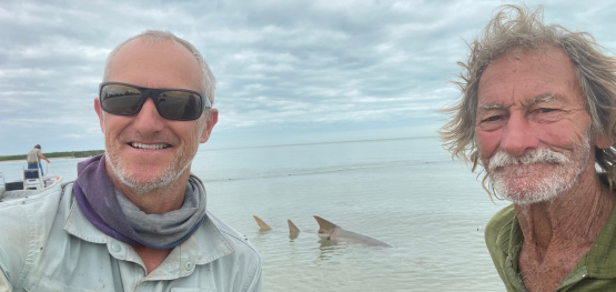 Strong survival rates for tagged sawfish in the Gulf of Carpentaria