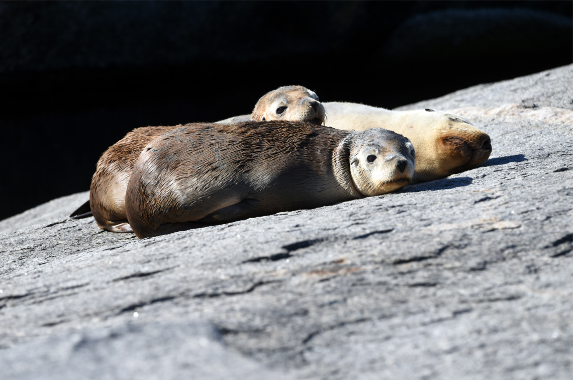 Snoozing in the sun. Image: DBCA