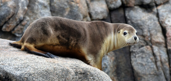 Pilots, props and pups: cracking the code of Australian sea lions
